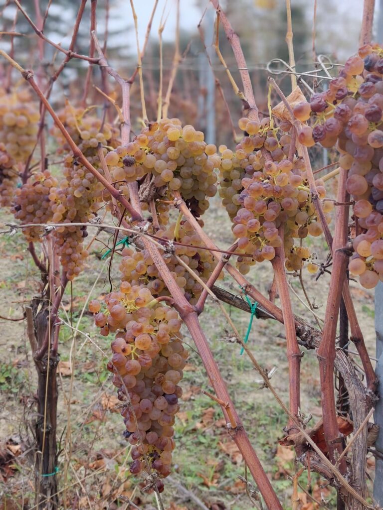 Our dried Verdicchio ready to be harvested