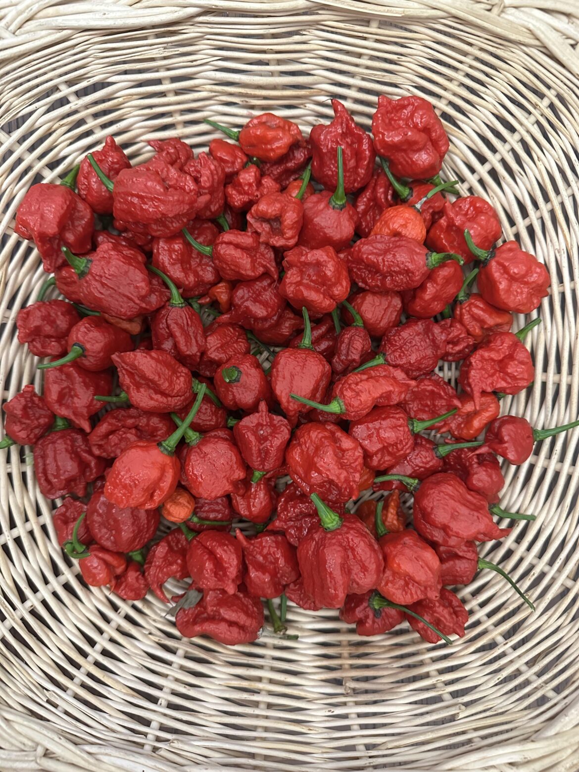 First frost tonight so I had to harvest my reapers