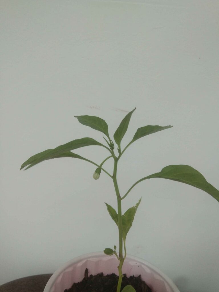 Severely stunted and after being forgotten in a shady area for 4 months, I found this lone pepper plant putting out a single flower.