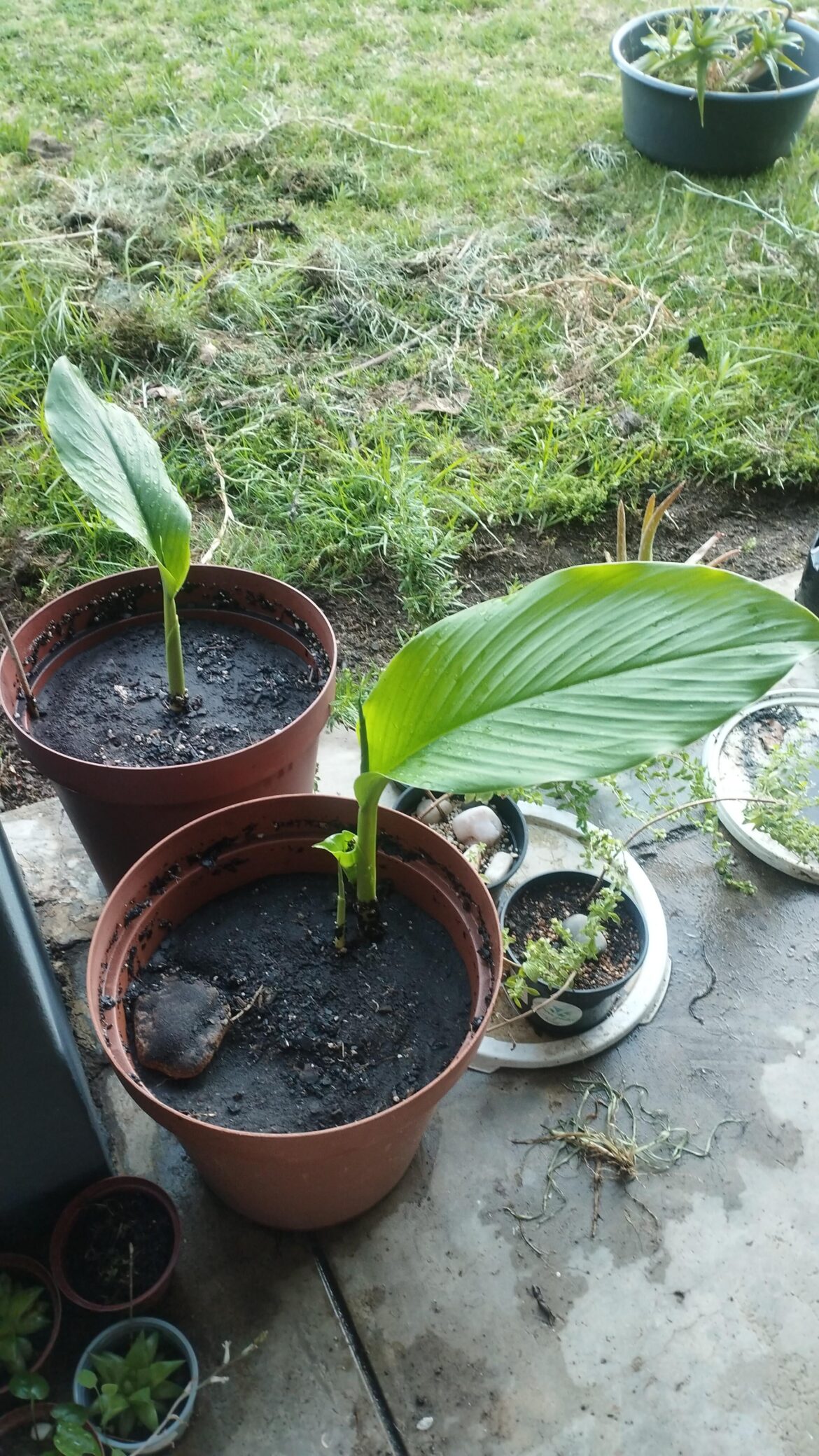 My turmeric is back for the third year running.