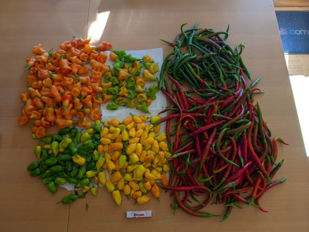 End of season harvest