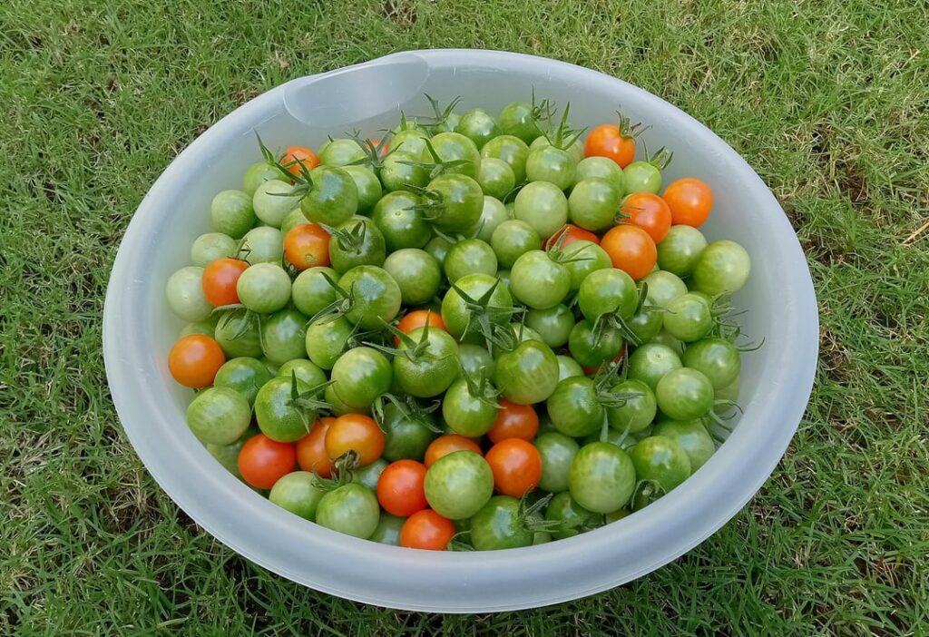 It's November and the tomato plants don't care.