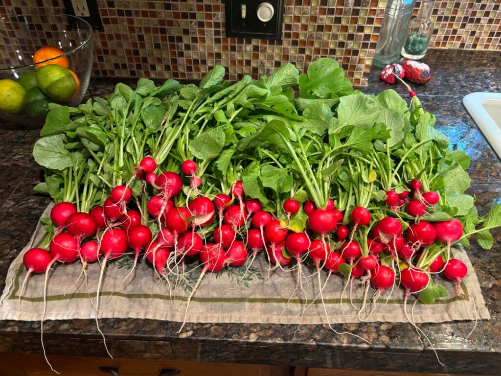What’s your favorite Radish to grow?