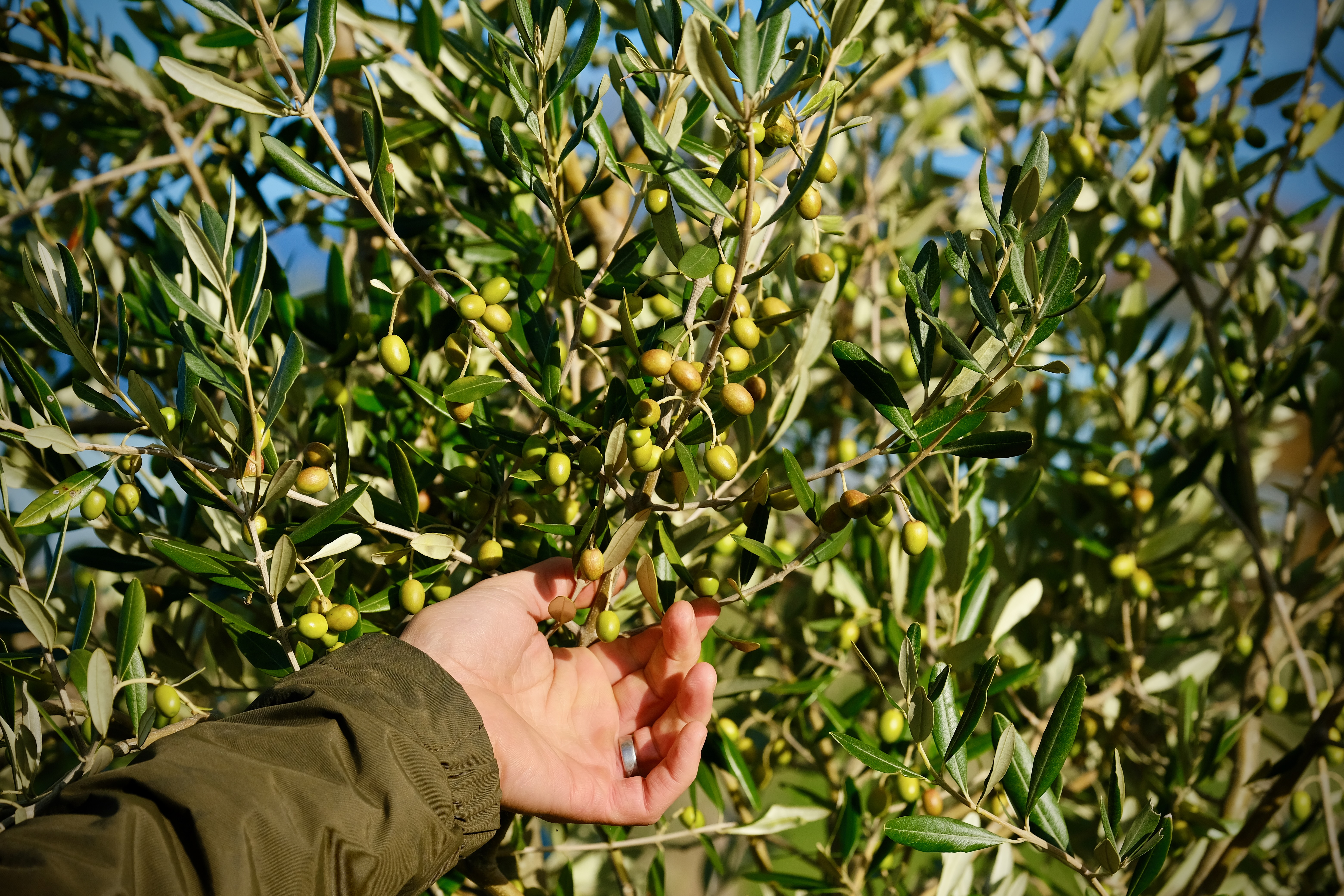 A person's hand reaching into an olive tree full of ripening green olives.