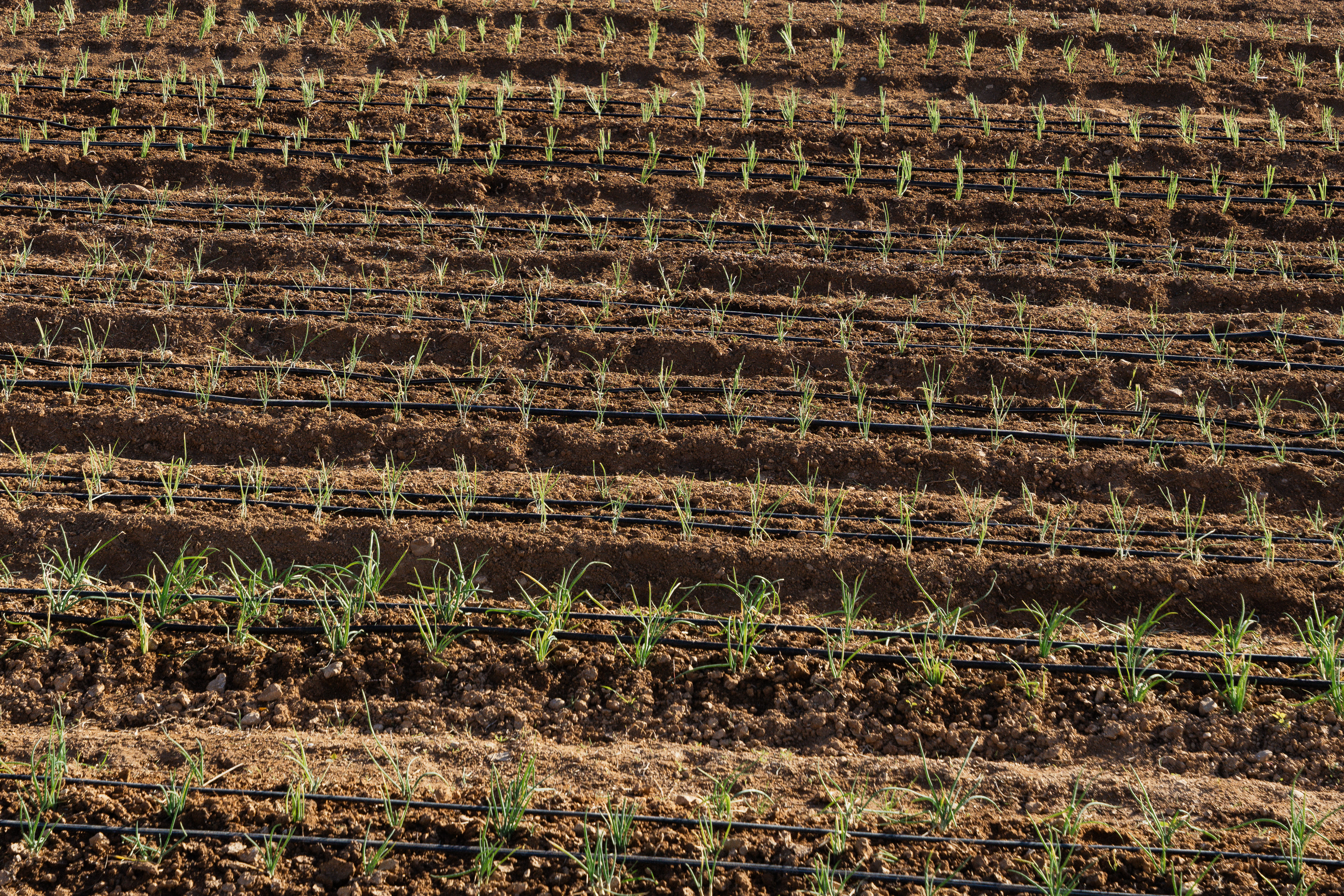 Rows of young green plants growing in dark brown soil, with black irrigation lines running between the rows.