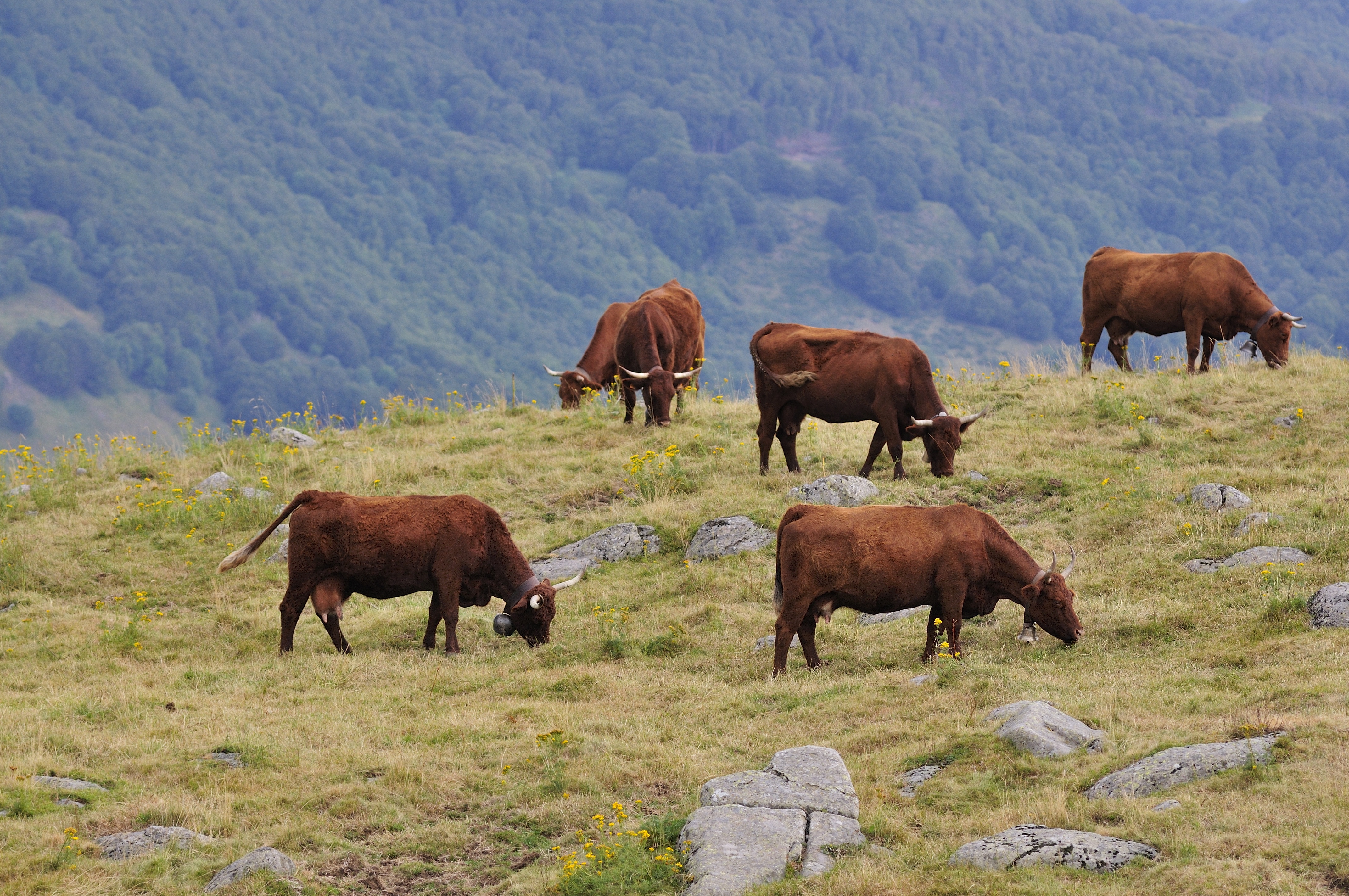 Salers cattle grazing in the Auvergne region of France.