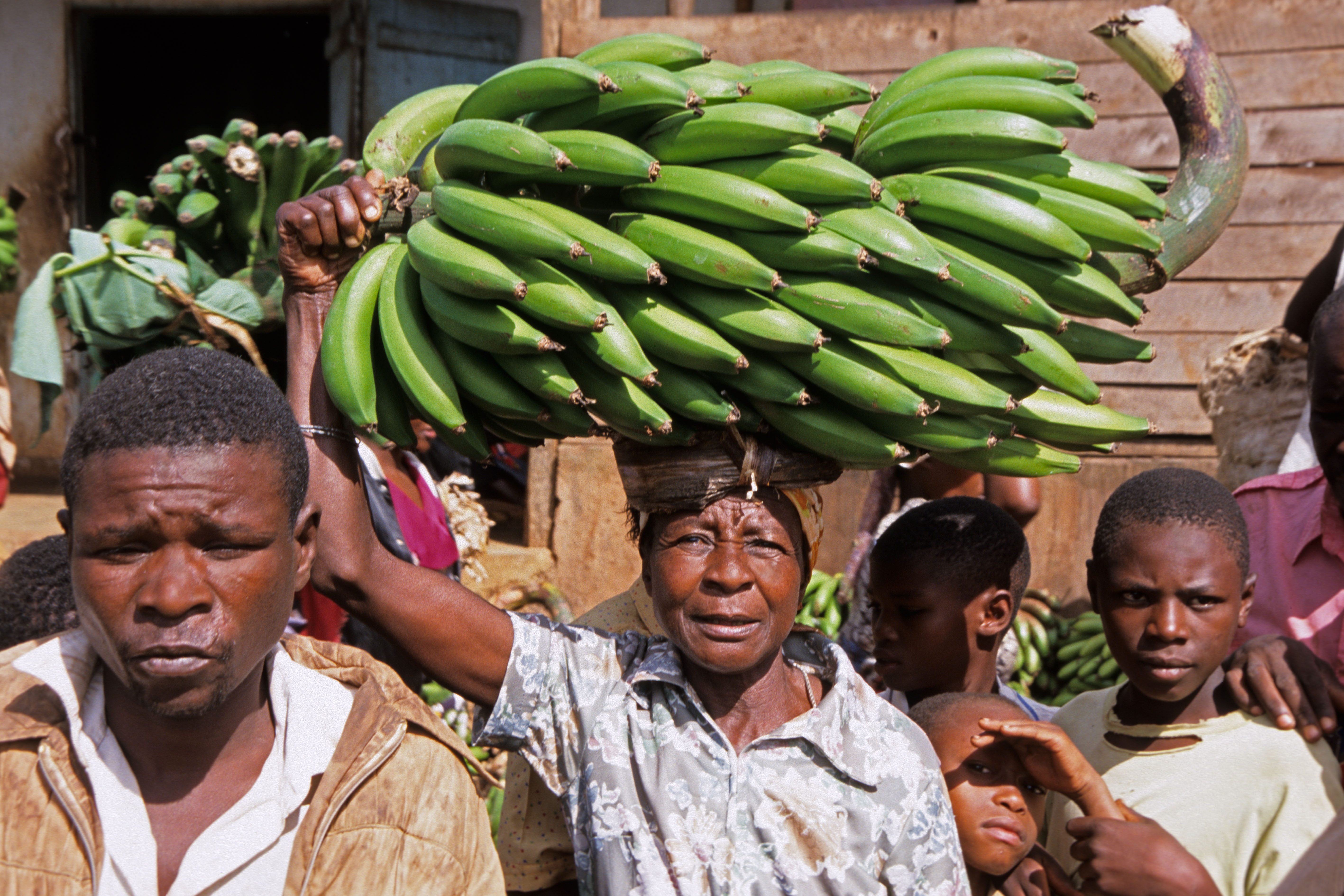 Woman carrying a large bunch of green bananas on her head to market in Mwika, Tanzania.