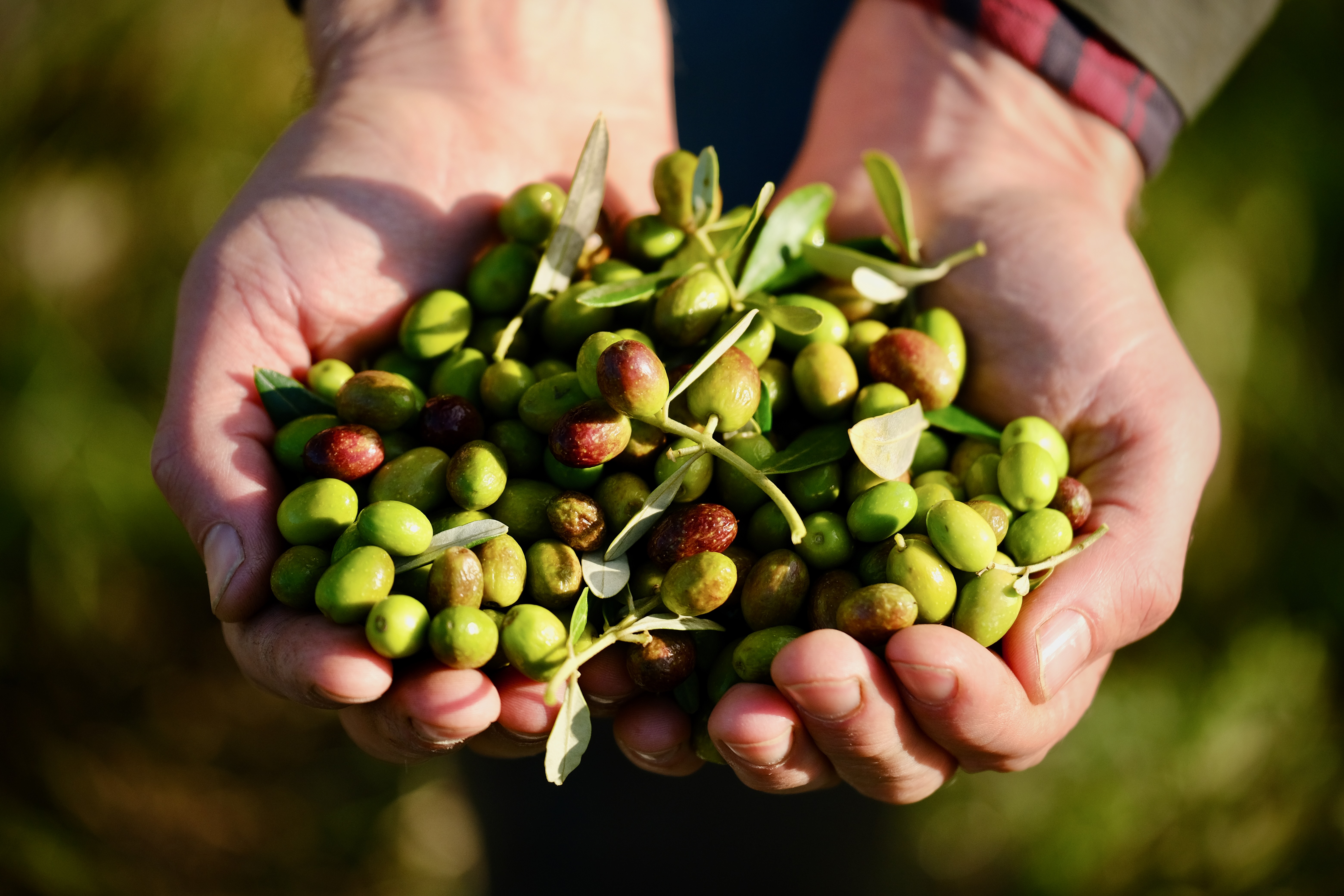Farmer Pete Thompson holding a handful of freshly picked green and dark olives with leaves.