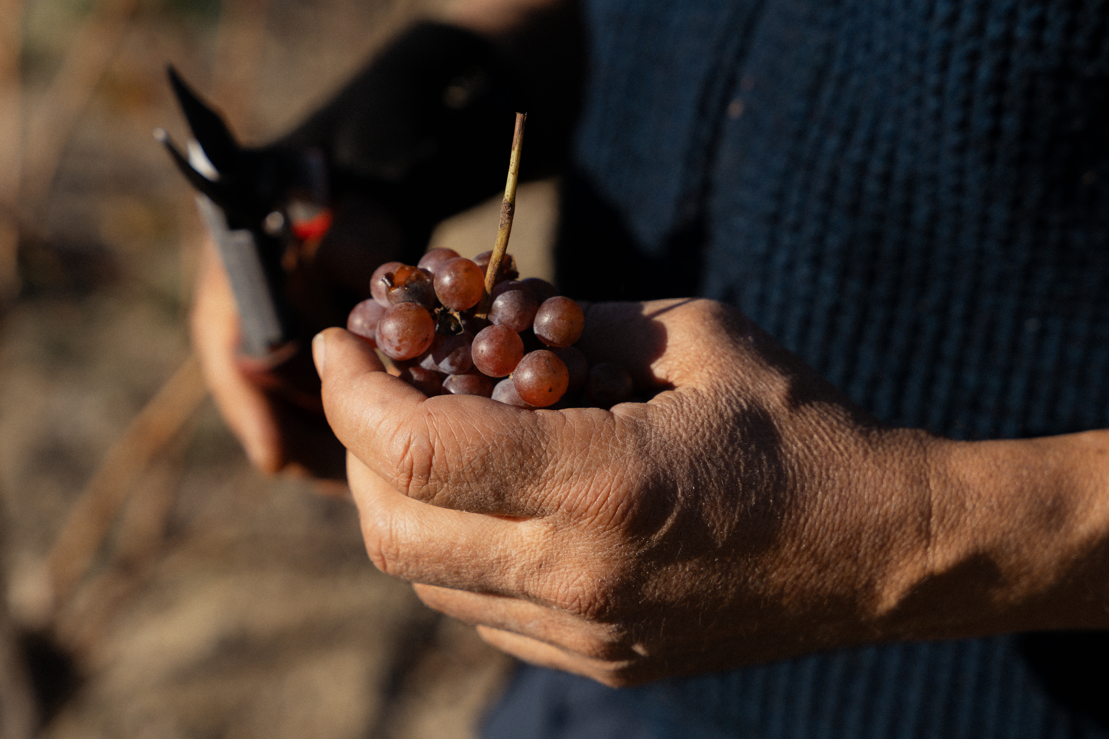 A close-up of a person's hands holding a small bunch of grapes, with pruning shears visible in the background.