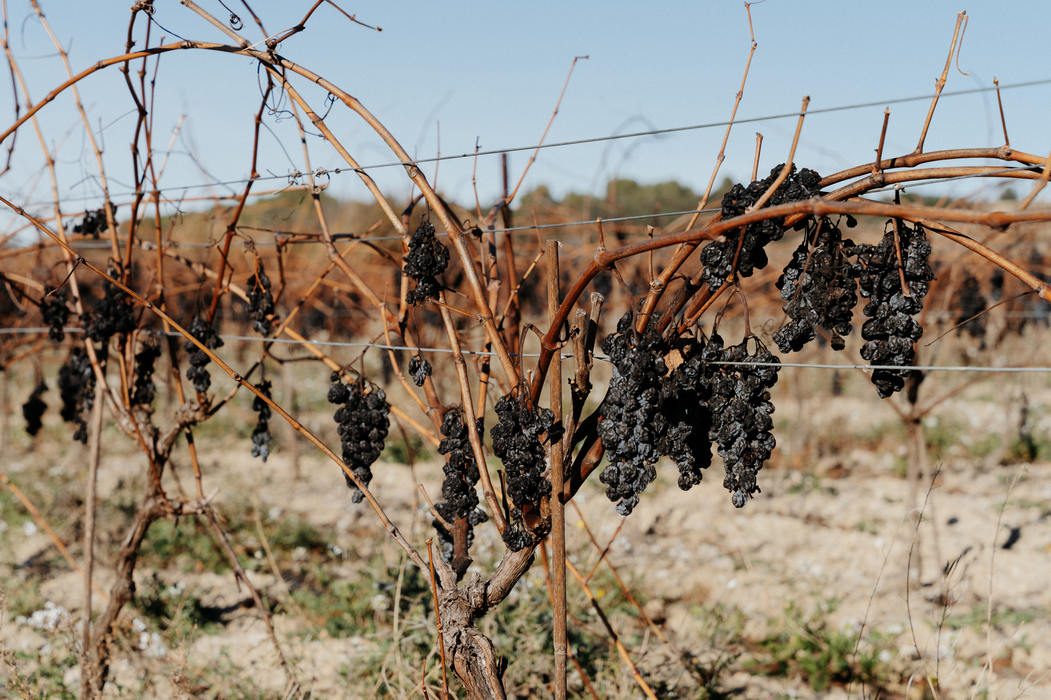 Dried grapes hanging on the vines in Didier Gadea's vineyard in Montagnac, France.