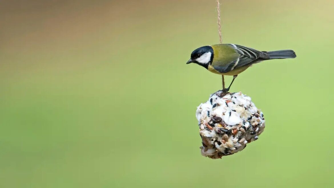 What festive food scraps can you give to birds? What festive food scraps can you give to birds?