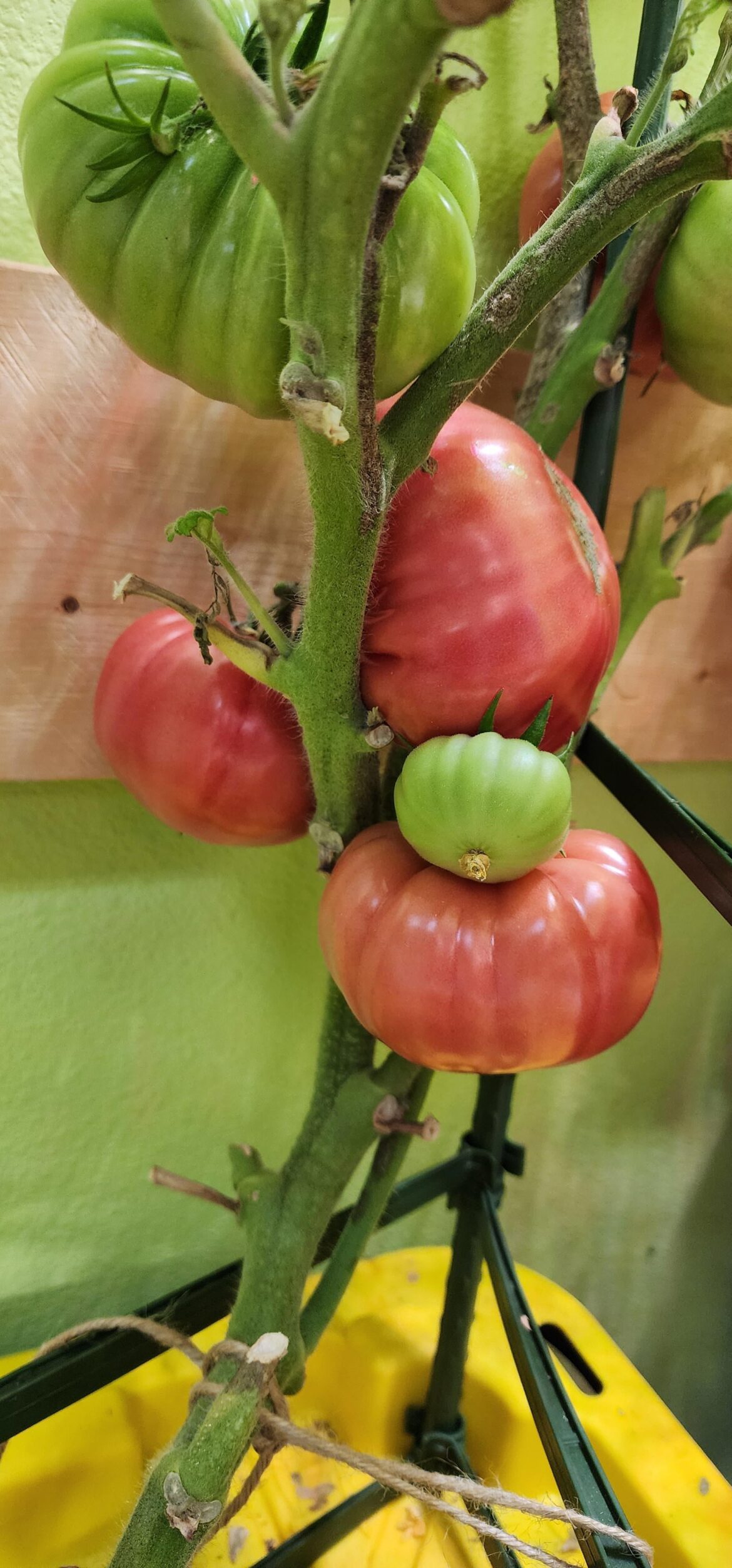 Pink Delicious - Are they ready?