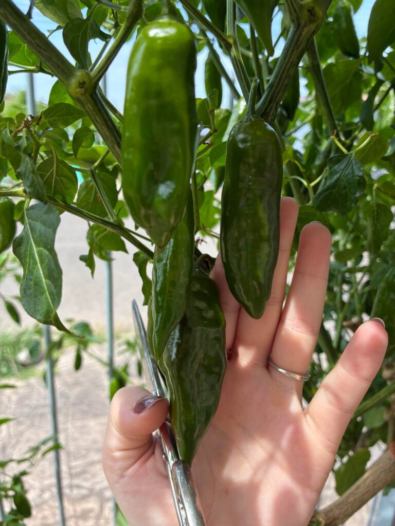 Which pepper do I have?