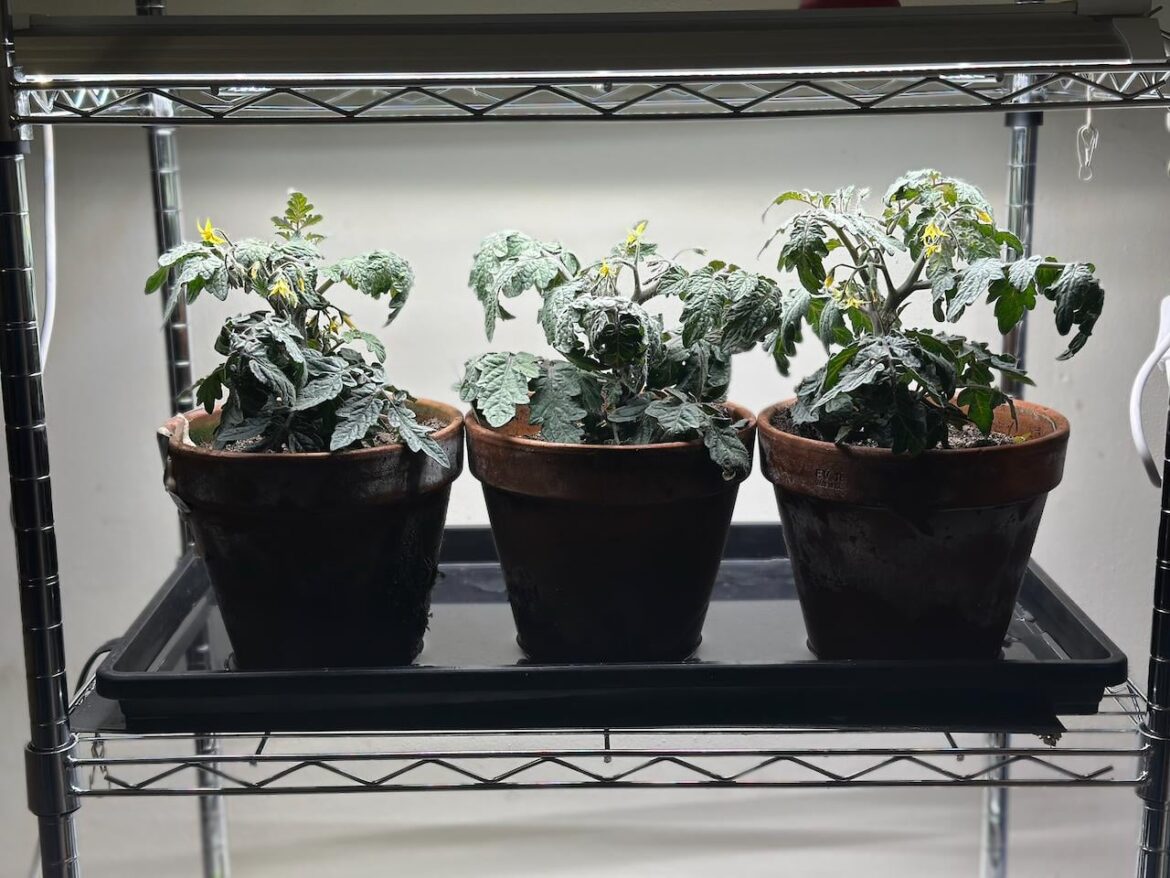 Microdwarfs flowering but not setting fruit Microdwarfs flowering but not setting fruit