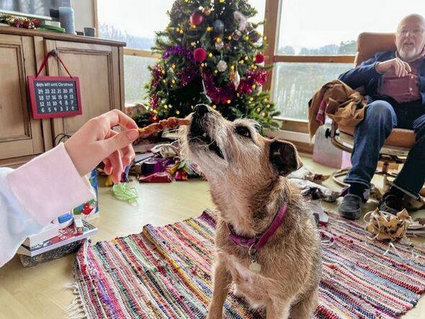 A close-up of an unrecognisable young girl feeding her dog a treat at Christmas