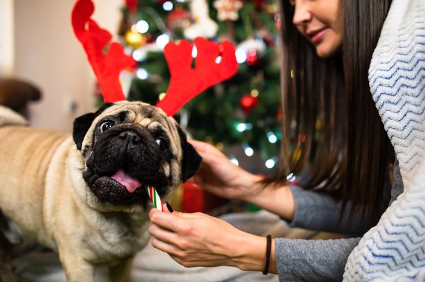 An adorable pug with reindeer antlers is chewing on a candy cane