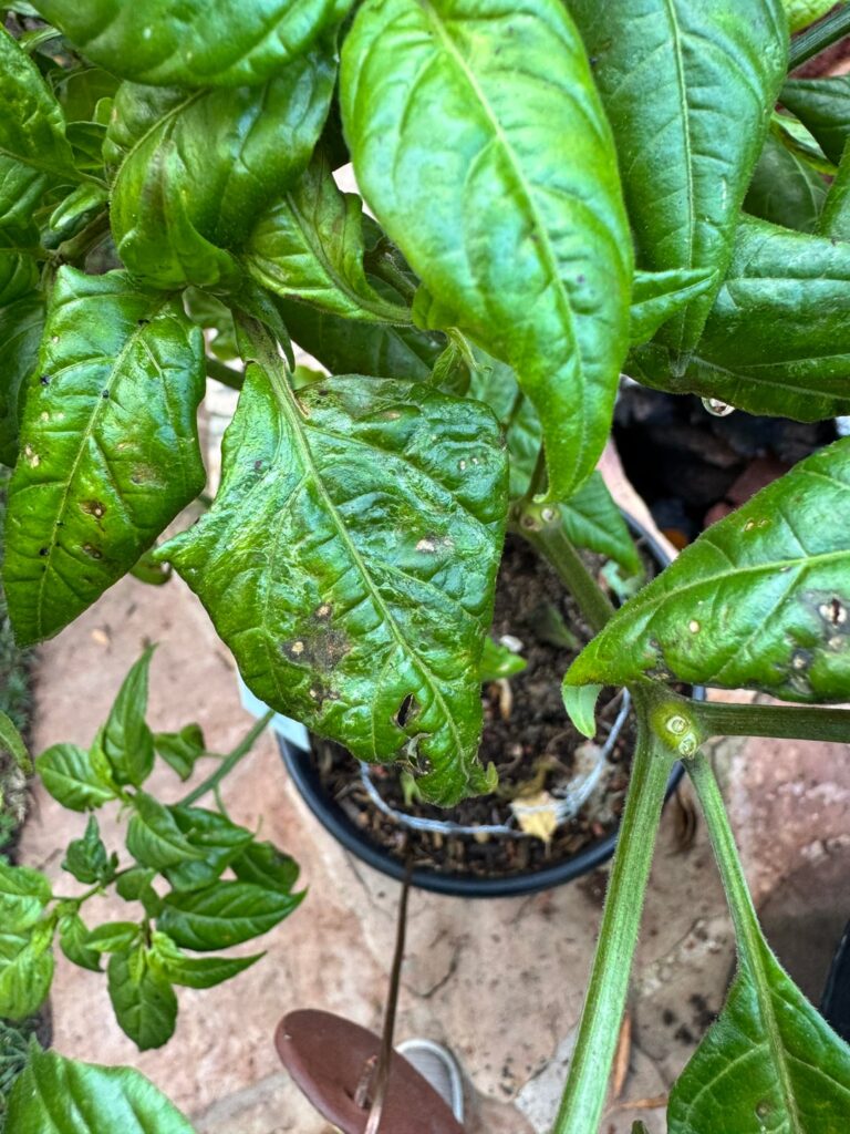 What’s wrong with my scotch bonnet?