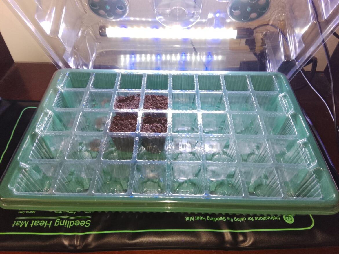 Sun Gold Tomatoes Week #0 Sun Gold Tomatoes Week #0