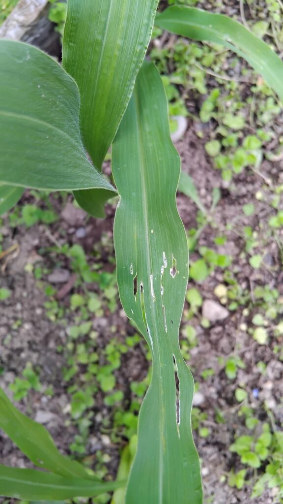Anybody know why this is happening to the corn im growing could it be pests or diseases?