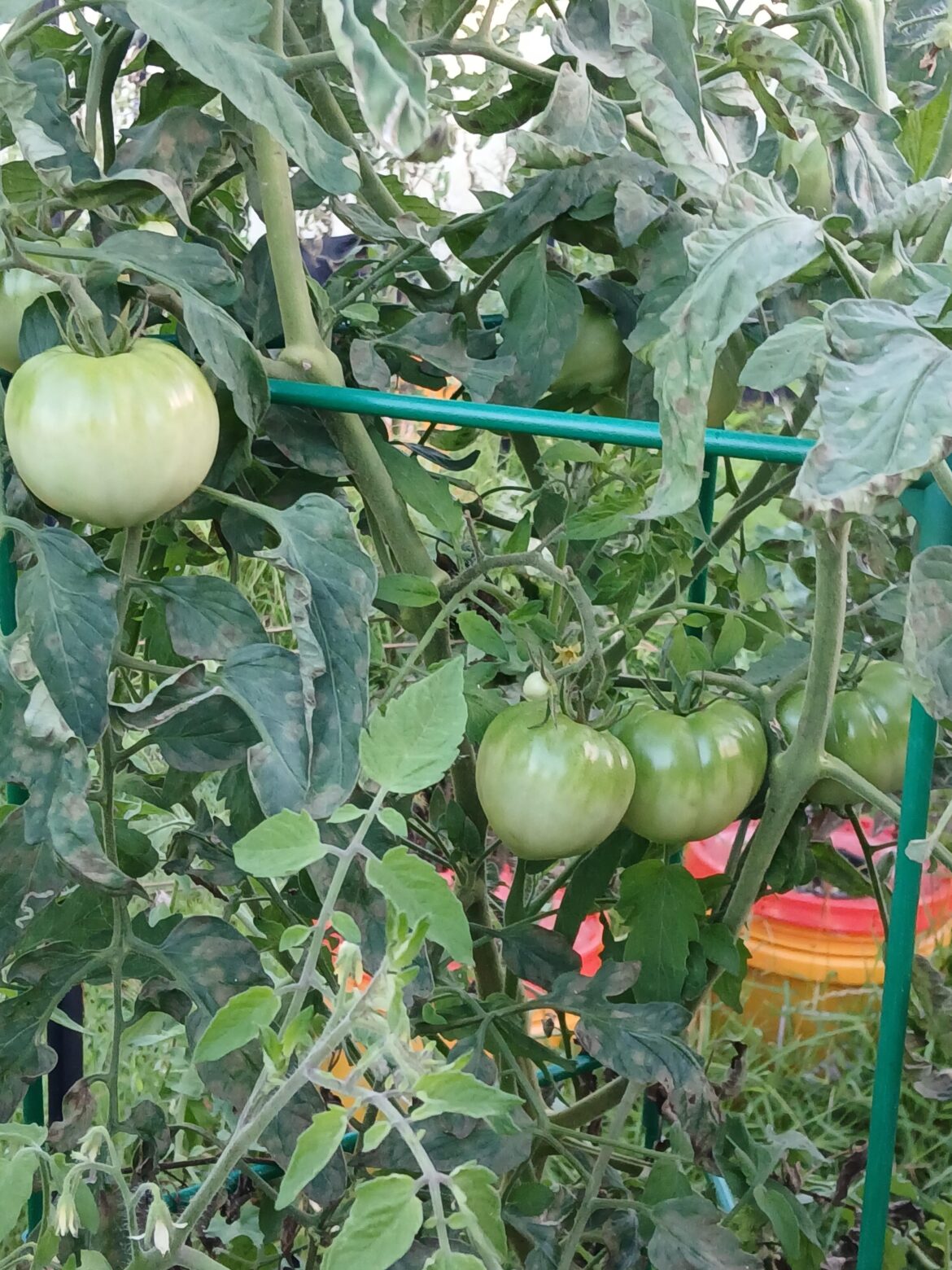 How did your determinate tomatoes do? How did your determinate tomatoes do?