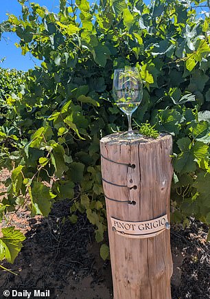 On-site in the Waikerie vineyard, wine grapes are grown for white varietals like sauvignon blanc, chardonnay and pinot grigio, and red varietals like shiraz, cabernet sauvignon, merlot, sangiovese and tempranillo