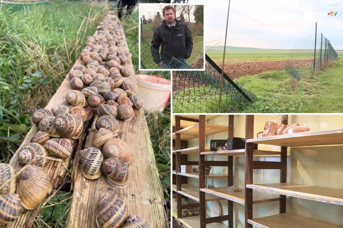 Thieves swipe $100K in snails from escargot farm that sells to Michelin star restaurants before holidays