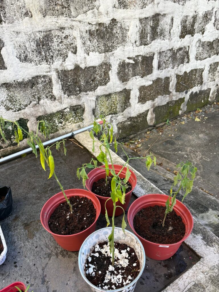 My peppers are dying. :(