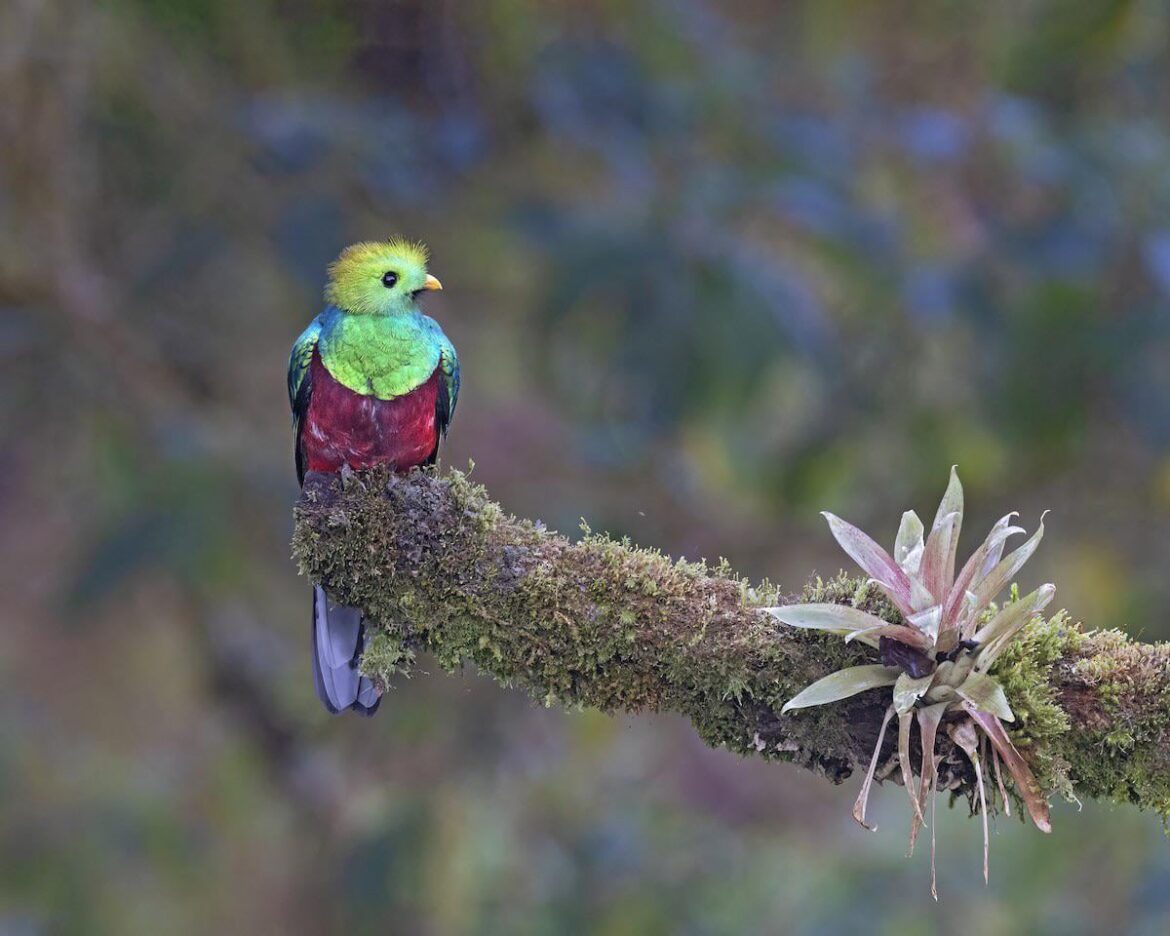 I always thought the name Quetzal was interesting TIL it’s this bird