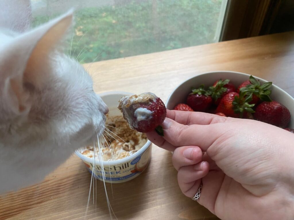 strawberries for lunch feat. billie the cat