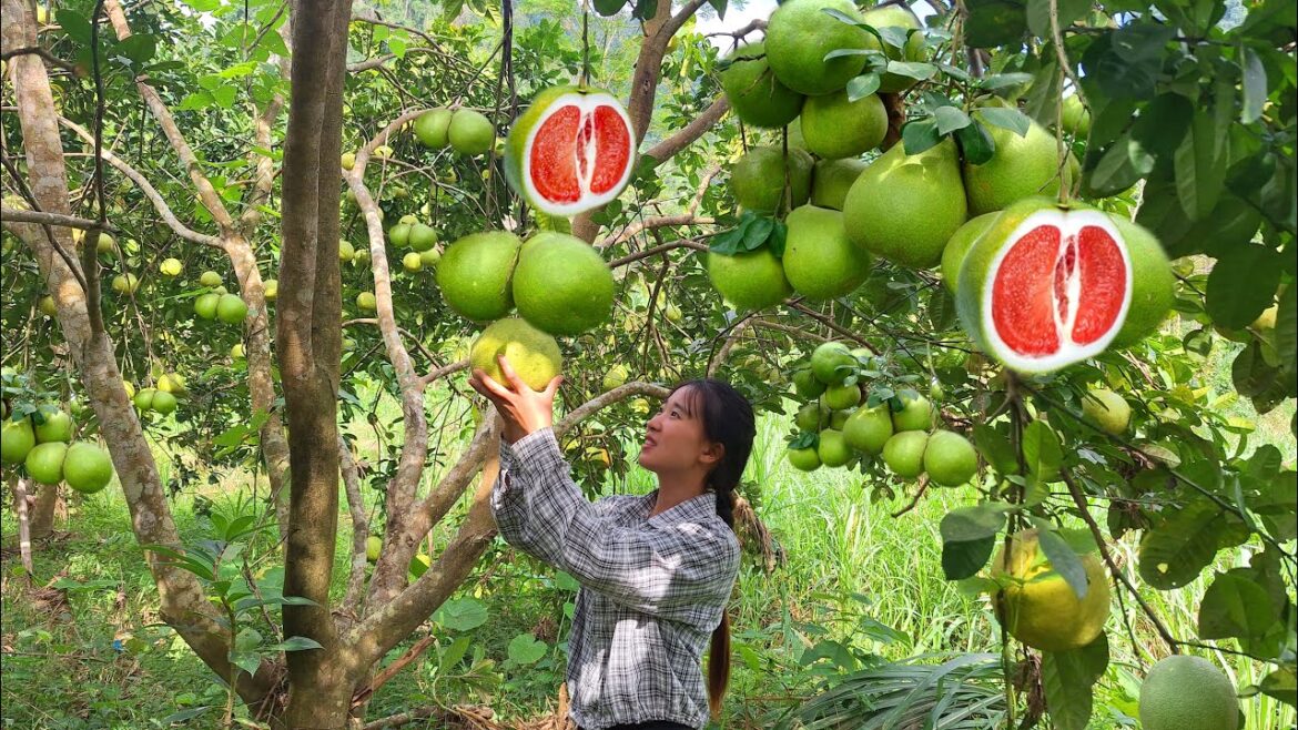 Gardening, tending the vegetable garden. harvesting grapefruit to sell at the market. shopping