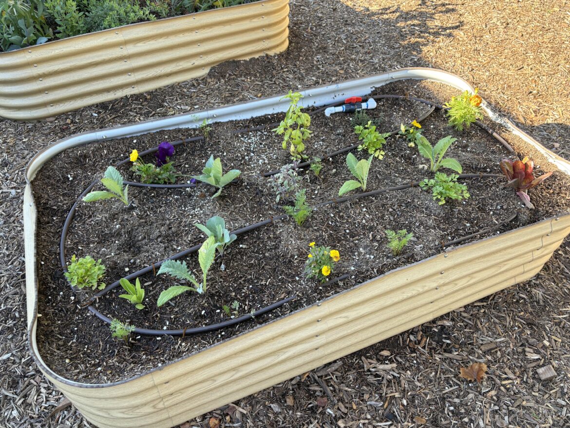 Started Veg 5 weeks ago, not growing