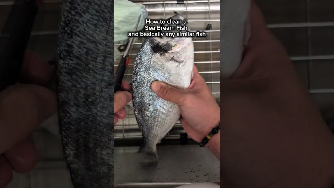 How to clean a Sea Bream or similar fish