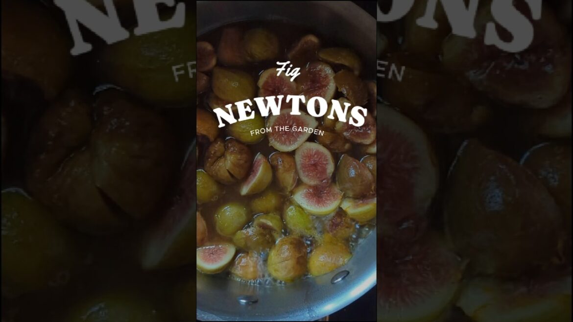 Homemade Fig Newtons From The Garden Recipe! #gardening #figs #fruittree