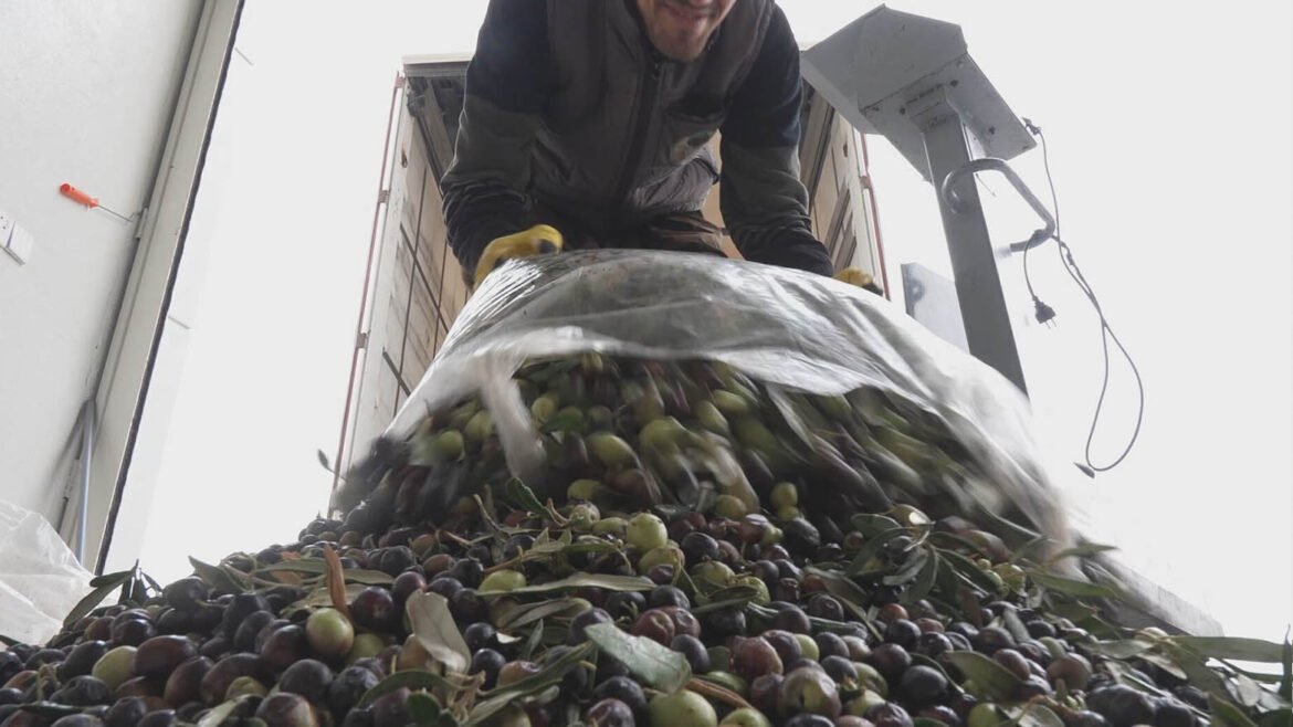 Bright Prospects for Kurdistan Region’s Olive Sector as Harvest Season Begins