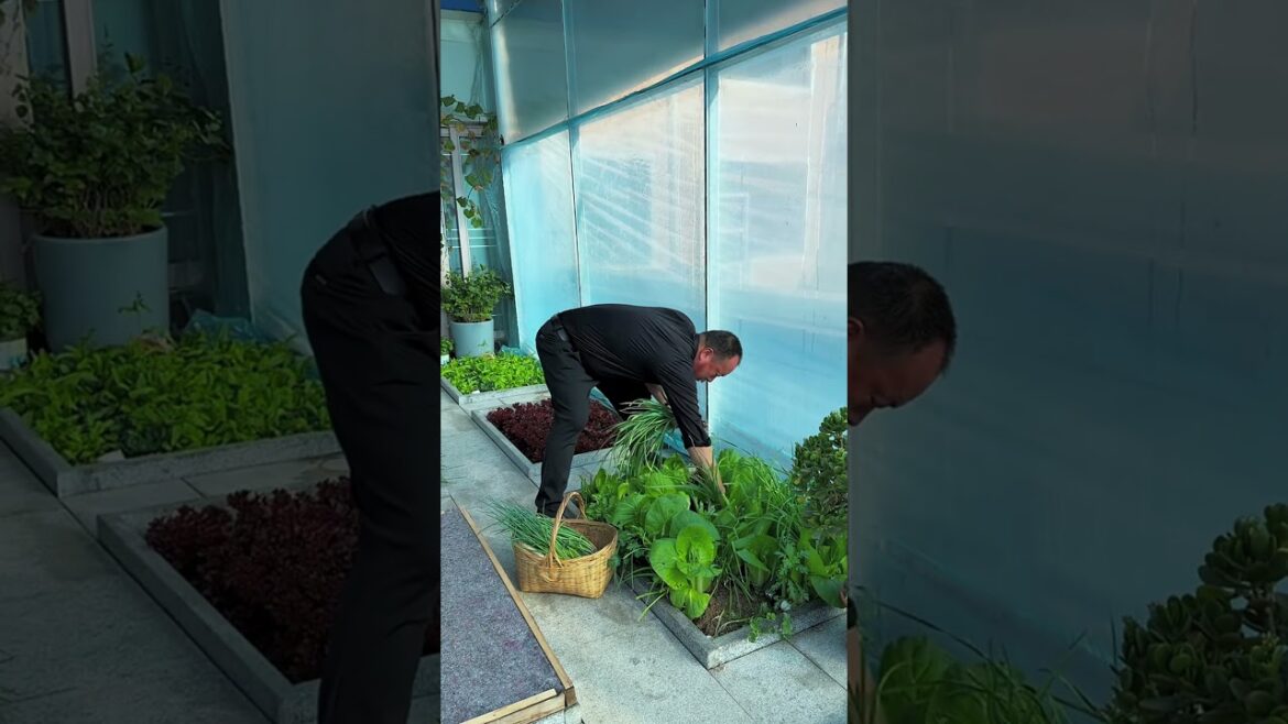 There is still such a green vegetable garden in winter