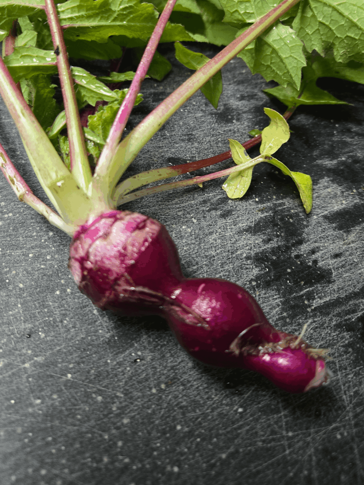 Butt plug Radish
