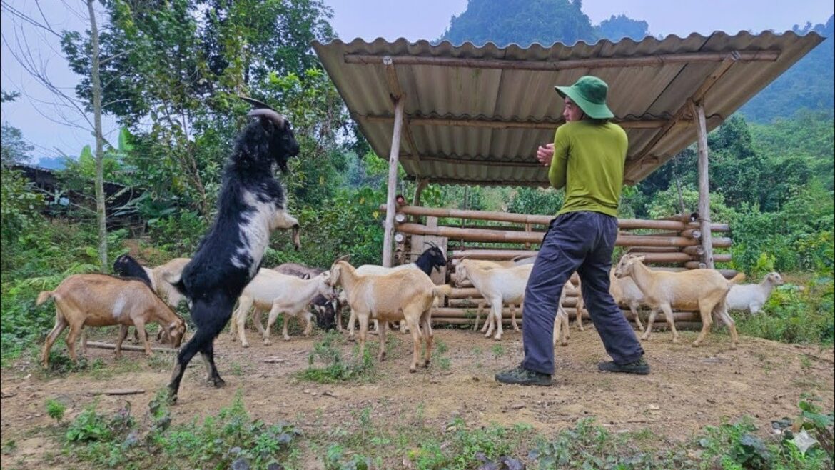 from the vegetable garden to the cinnamon forest: a day of labor, sparring with my billy goat from the vegetable garden to the cinnamon forest: a day of labor, sparring with my billy goat