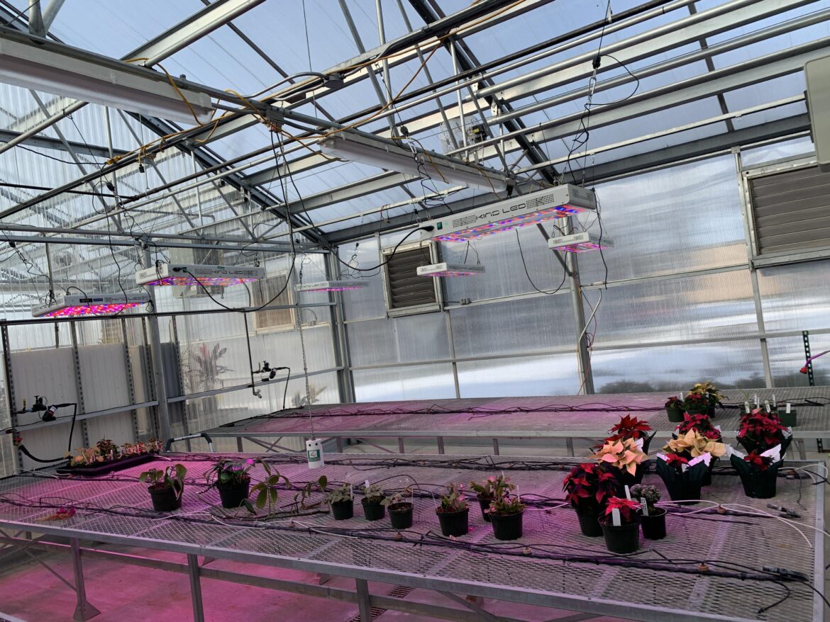 What can I grow with a professional-grade greenhouse and 120 watering spikes?