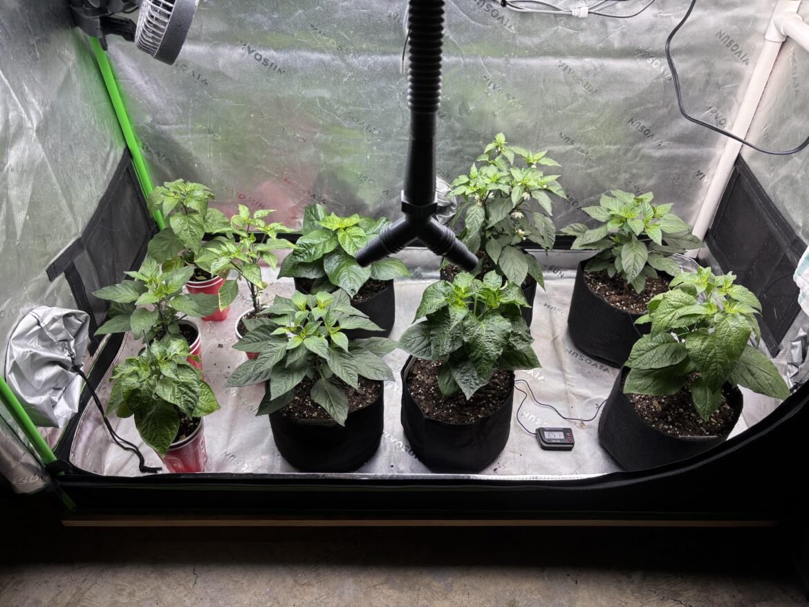 2026 Pepper Garden starts.