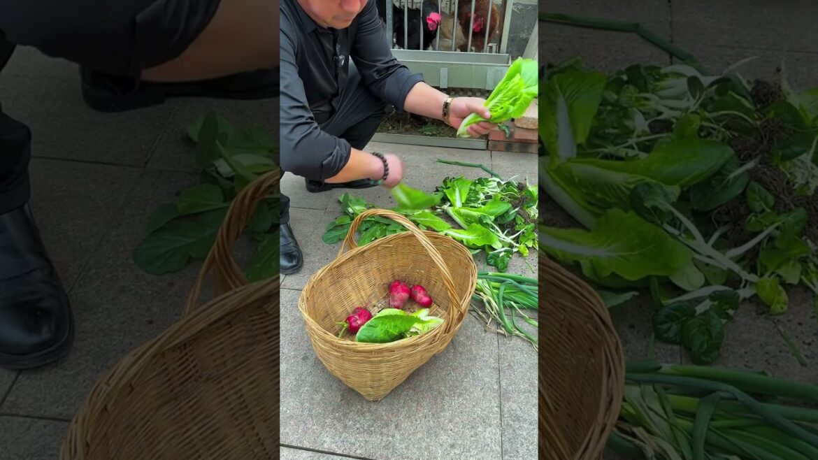 There is no shortage of vegetables in the rooftop vegetable garden If you cant finish it you wont be