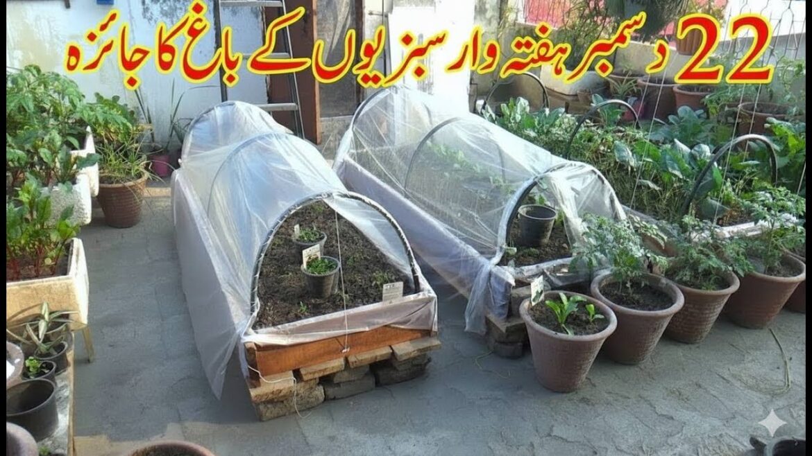 22 December Weekly Vegetable Garden Overview | Winter Vegetables Growing Fast | Kitchen Gardening 22 December Weekly Vegetable Garden Overview | Winter Vegetables Growing Fast | Kitchen Gardening