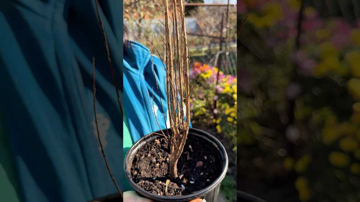 Гранат Ак Дона #огород #садоводство #сад #растения