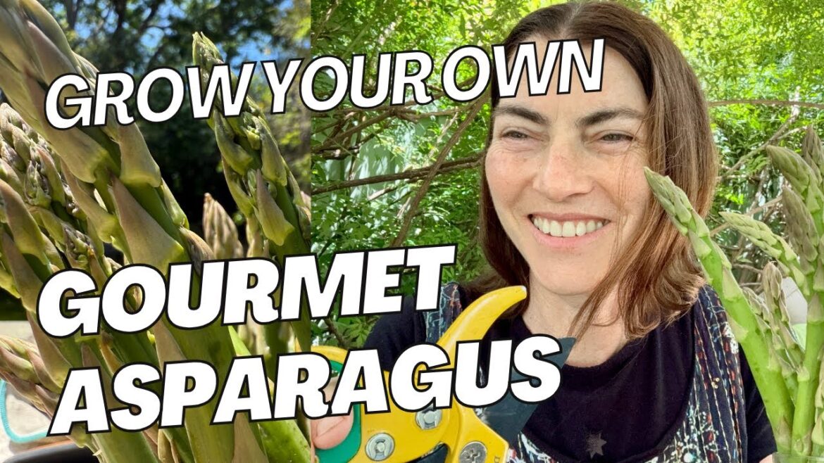 How to make an ASPARAGUS bed - grow gourmet Asparagus