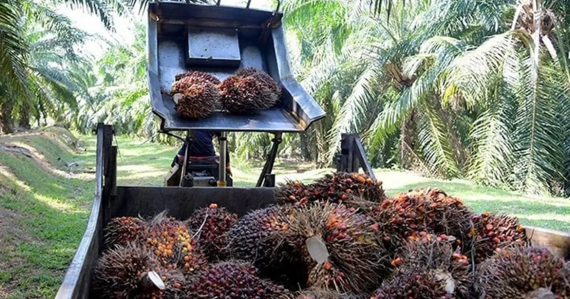 Palm oil hits 2-week high on increased Malaysian exports