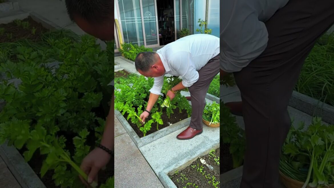 Plant a vegetable garden on the roof and harvest two small vegetables