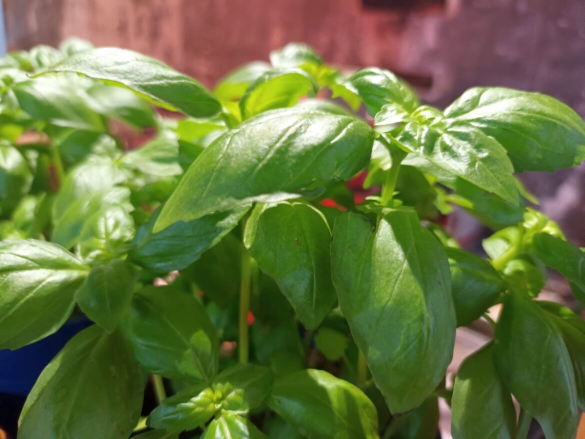 Restaurant expansion in Vienna's city center through a Neapolitan concept – Aviation.Direct