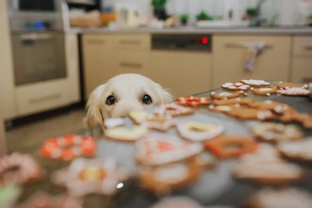 Blurred, out-of-focus tray of Christmas biscuits on a baking tray on kitchen counter. In focus, a yellow-haired Labrador or golden retriever peers over the counter at the food.