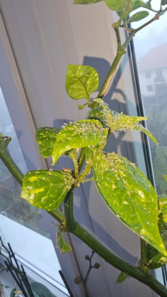 Help with Aphids or Whiteflies
