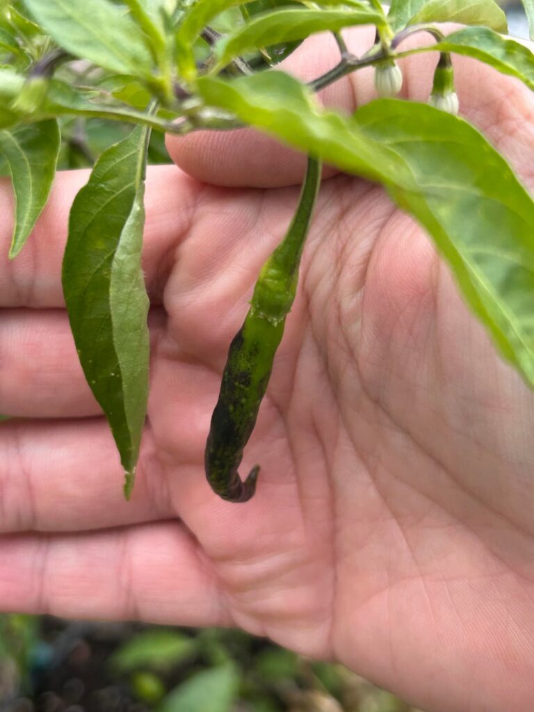 Any indication of what is happening here? Cayenne peppers turning black