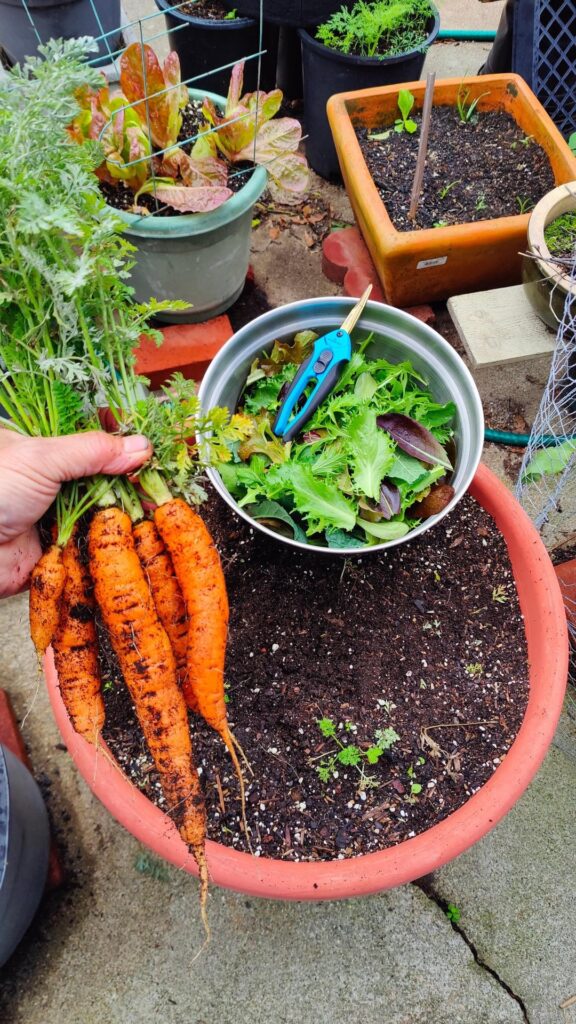 Last of my carrots and some mixed greens. Happy New Year everyone 🥳